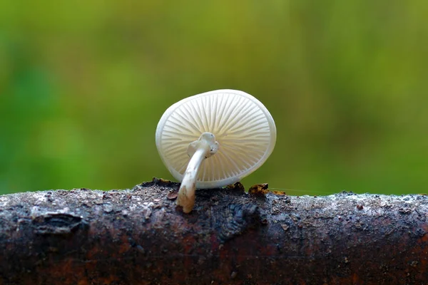 Mucidula bukowa grzyb — Zdjęcie stockowe