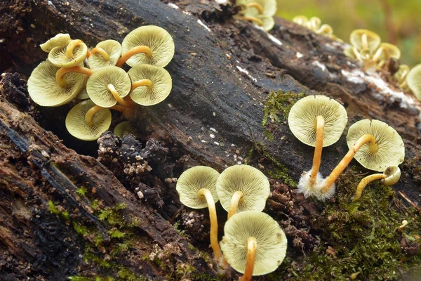 Обыкновенный гриб-фифолома — стоковое фото