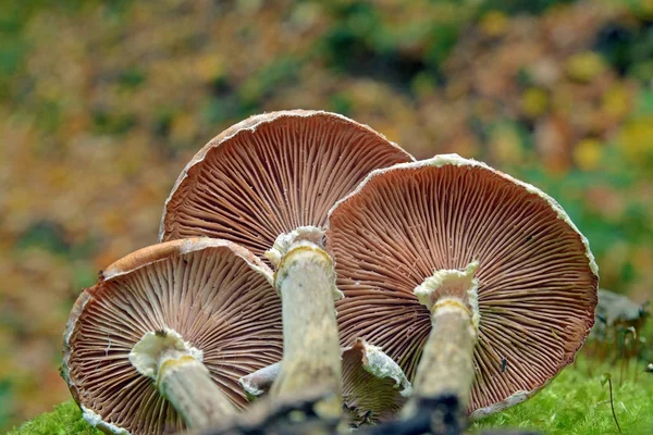Жабры грибов, армиллярия — стоковое фото