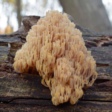 Artomyces pyxidatus mercan mantar