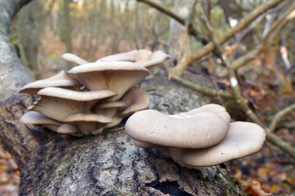 새 ostreatus 버섯 — 스톡 사진