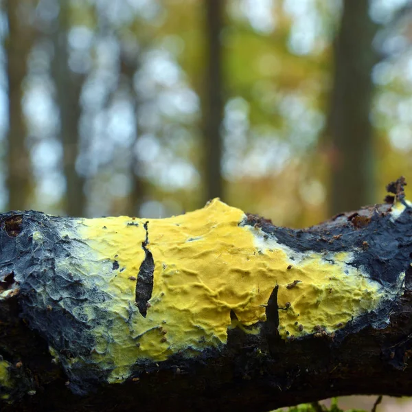 Hypocrea sulphurea fungus — стоковое фото