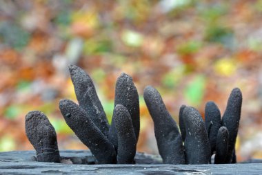 xylaria polymorpha mantar