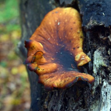 picipes badius polypore