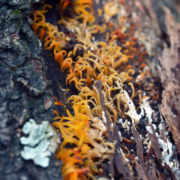 Calocera furcata μύκητα — Φωτογραφία Αρχείου