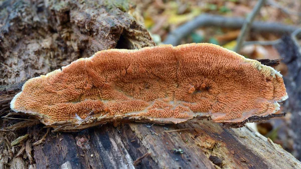 Fungo della flebia tremellosa — Foto Stock