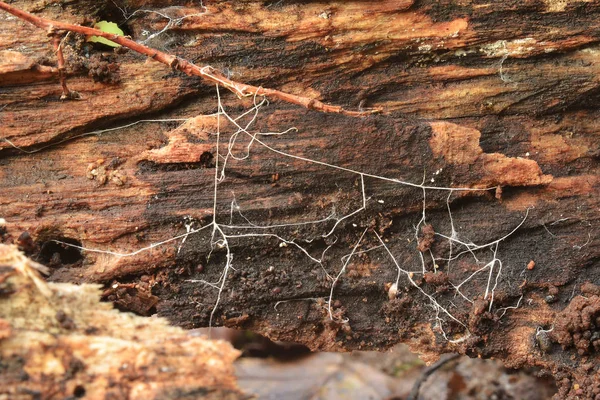 Houbová mycelia closeup — Stock fotografie