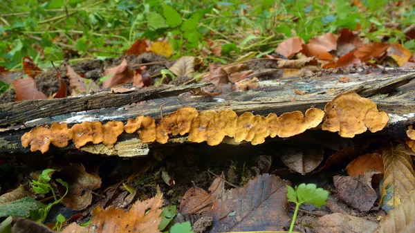 Pevníků hirustum houba — Stock fotografie