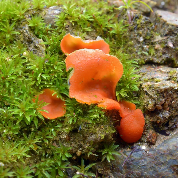 Aleuria aurantia hongo — Foto de Stock