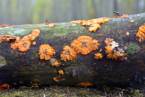 Phlebia radiata grzyb — Zdjęcie stockowe