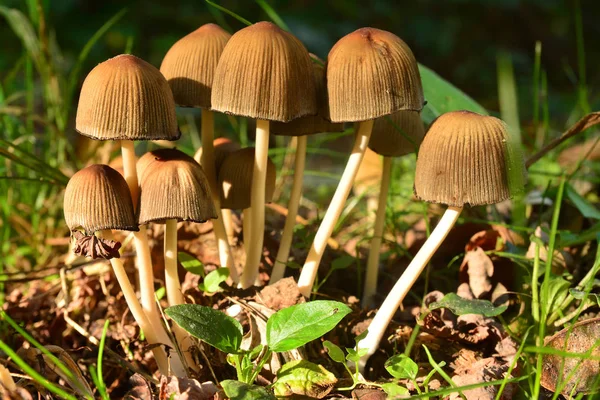 Μανιτάρι micaceus coprinellus Royalty Free Φωτογραφίες Αρχείου