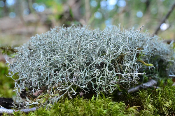 Un primer plano de liquen — Foto de Stock