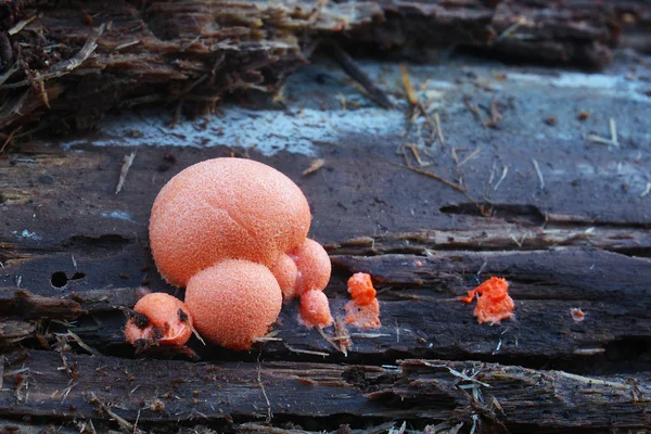 Lycogala epidendrum slime η φόρμα — Φωτογραφία Αρχείου