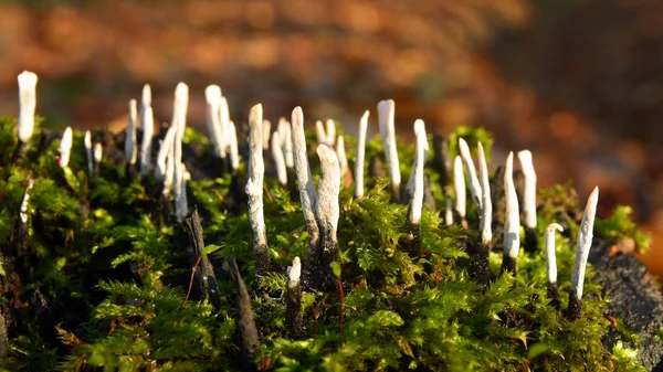 Dřevnatka parohatá hypoxylon houba — Stock fotografie