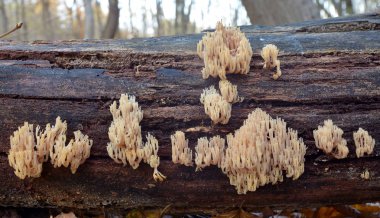 Artomyces pyxidatus mercan mantar  