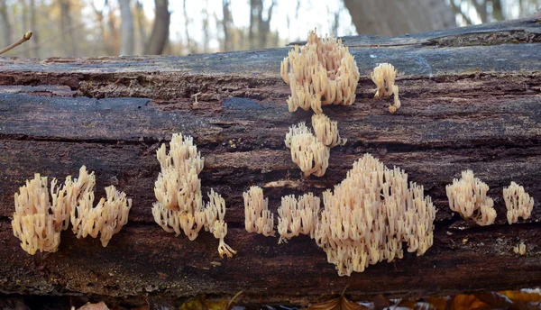 Houba Artomyces coral pyxidatus — Stock fotografie