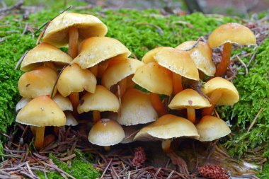 Hypholoma capnoides mantar
