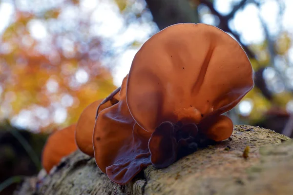 Auricularia auricula-judae μύκητα — Φωτογραφία Αρχείου