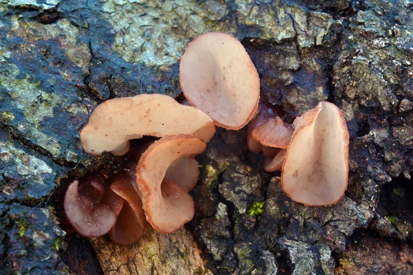 Čihovitka cylichnium houba — Stock fotografie
