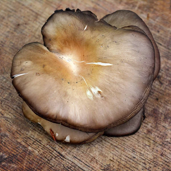 Pleurotus ostreatus гриб — стокове фото
