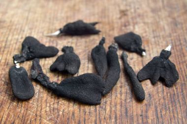 xylaria polymorpha mantar