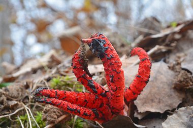 Clathrus archeri mantar