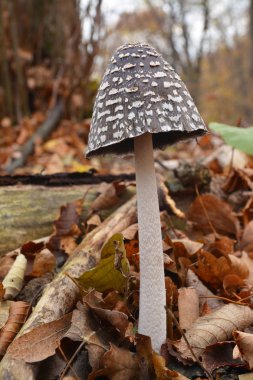 coprinopsis picacea mantar