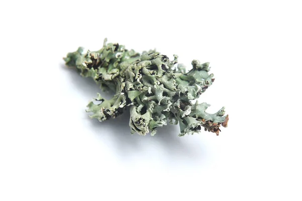 Lichen on white — Stock Photo, Image