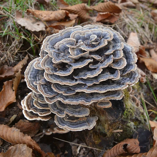 Траметы разноцветные грибы — стоковое фото