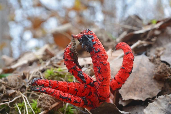 Clathrus おきましたキノコ — ストック写真