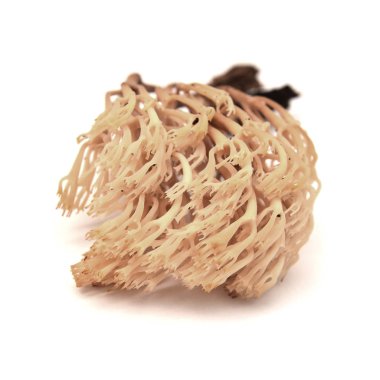 artomyces pyxidatus mantar
