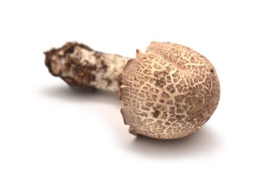  Agaricus porphyrocephalus mantar 