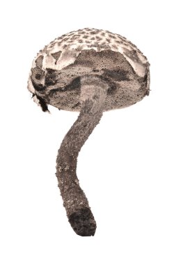 strobilomyces strobilaceus mantar 