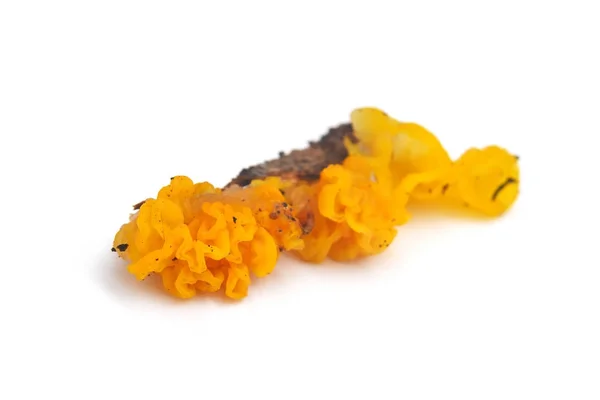 Tremella mesenterica-Pilz — Stockfoto