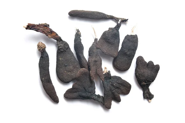 Xylaria polymorpha-Pilz — Stockfoto