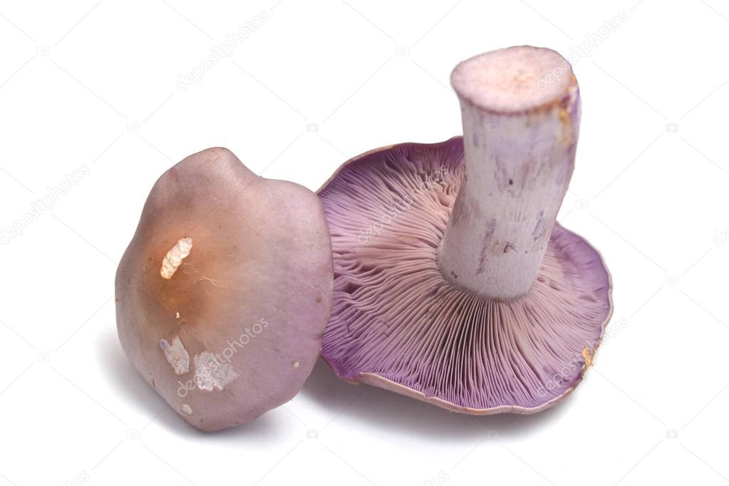 clitocybe nuda mushroom