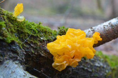 tremella mesenterica fungus