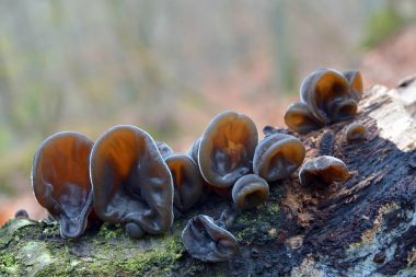 auricularia auricula judae mantar