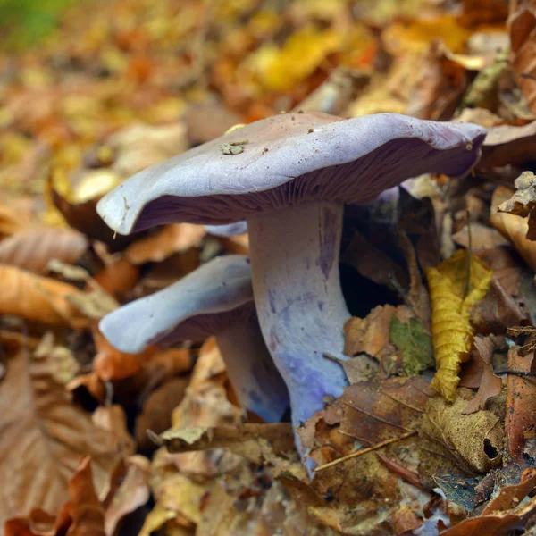 Clitocybe nuda mantar — Stok fotoğraf