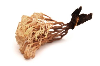 artomyces pyxidatus mantar 