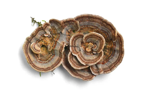 Trametes versicolor houby — Stock fotografie