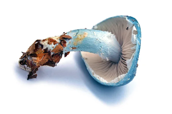 STROPHARIA modrý houby — Stock fotografie