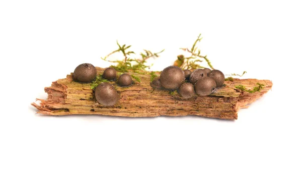 Lycogala epidendrum slime mold — Stock Photo, Image