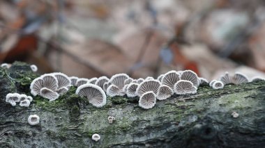 Schizophyllum commune fungus clipart