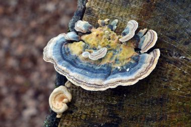 trametes versicolor mantar