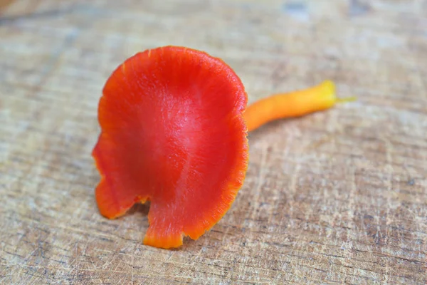 Hygrocybe miniata mushroom — Stok fotoğraf