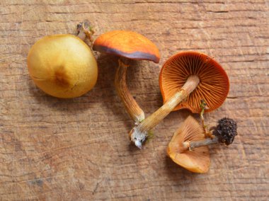 galerina marginata mantar