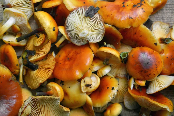 Фламулінові велюти, гриби ендокаке — стокове фото