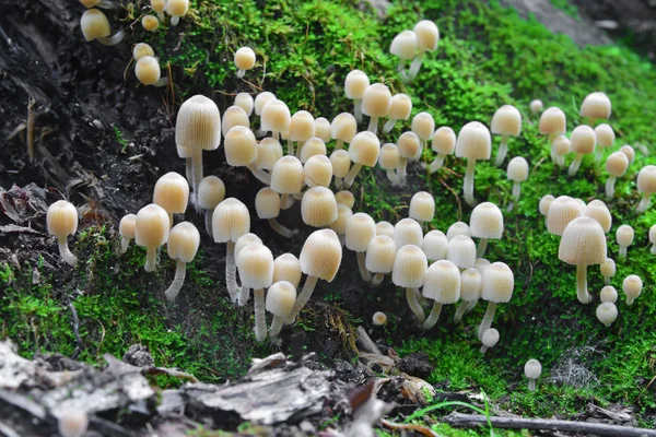 Psathyrepygmaea mushroom — стоковое фото