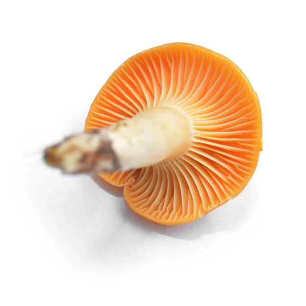 Cuphophyllus pratensis 버섯 스톡 이미지